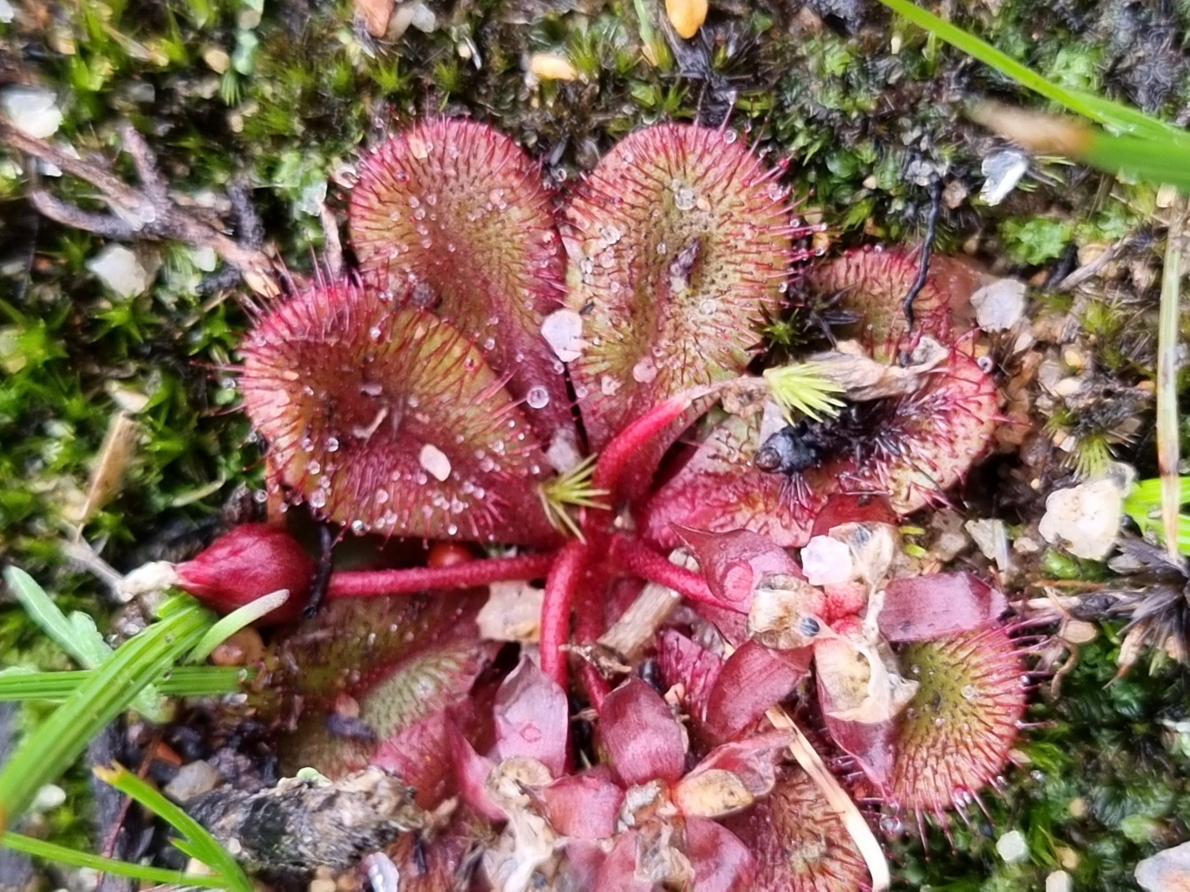 sp.